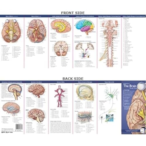 Anatomical Chart Company's Illustrated Pocket Anatomy: Anatomy of the Brain Study Guide (Study Guide) von Acc