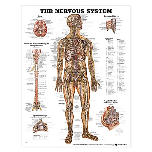 The Nervous System Anatomical Chart von Acc