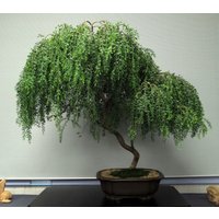 Bonsai-Weide, Korkenzieher-Weide, Stecklinge Für Bonsai von AccentDsigns