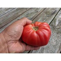 Brandywine -Superb Heirloom Geschmack - Großfruchtige Rote Tomatensamen von AccentDsigns