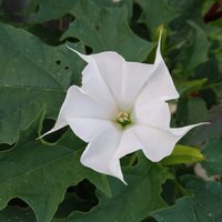 Echte Weiße Datura Seeds - Reinweiße Sommerblüten von AccentDsigns