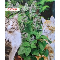 Für Sie Und Ihre Katzen- Katzenminze Samen - Nepeta Cataria Heilkraut Beruhigend/Entspannend von AccentDsigns