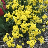 Korb-Of-Gold Süße Alyssum Staude Samen Duftende Gelbe Blüten von AccentDsigns