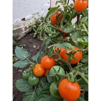 Seltene Zwerg-Orange Fruchtige Ungewöhnliche Mikro-Tomaten-Samen-Container Topftomate von AccentDsigns