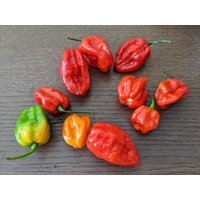 Super Hot Und Pepper Sortiment 12 Sorten -Enthält Einige Der Heißesten Welt von AccentDsigns