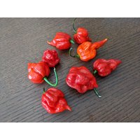 Trinidad Scorpion Pepper - in Der Familie Hot, Hot Peppers von AccentDsigns