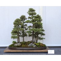 Weißfichte Für Windschutz, Specimen Tree, Bonsai, Weihnachtsbaum - Sehr Winterhart, Immergrün von AccentDsigns