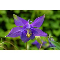 staude Akelei Aquilegia Samen Gemischte Farben -Gut Für Schmetterlinge von AccentDsigns