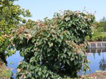 Strauchahorn 'Red Flamingo', 80-100 cm, Acer x conspicuum 'Red Flamingo', Containerware von Acer x conspicuum 'Red Flamingo'