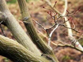 Davids-Ahorn / Schlangenhaut-Ahorn, 80-100 cm, Acer davidii, Containerware von Acer davidii