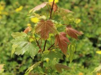 Ahorn 'Jeffersred Autumn Blaze' ®, 100-125 cm, Acer freemanii 'Jeffersred Autumn Blaze' ®, Containerware von Acer freemanii 'Jeffersred Autumn Blaze' ®