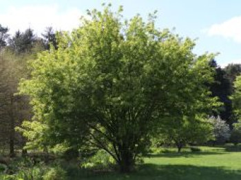 Feuerahorn, 80-100 cm, Acer ginnala, Containerware Feuerahorn, 80-100 cm, Acer ginnala, Containerware von Acer ginnala