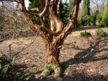 Zimtahorn, 80-100 cm, Acer griseum, Containerware XXL von Acer griseum