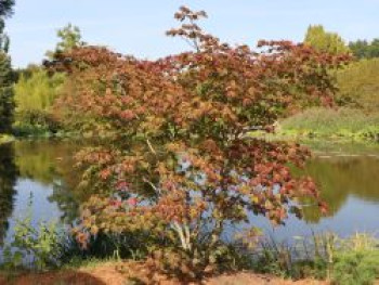 Japanischer Ahorn / Eisenhutblättriger Ahorn 'Aconitifolium', 60-80 cm, Acer japonicum 'Aconitifolium', Containerware von Acer japonicum 'Aconitifolium'