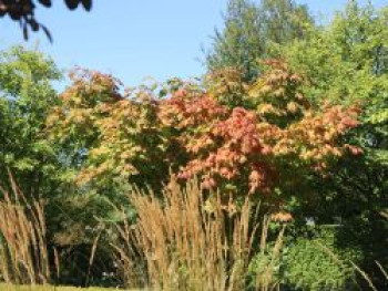 Japanischer Ahorn 'Vitifolium', 125-150 cm, Acer japonicum 'Vitifolium', Containerware von Acer japonicum 'Vitifolium'