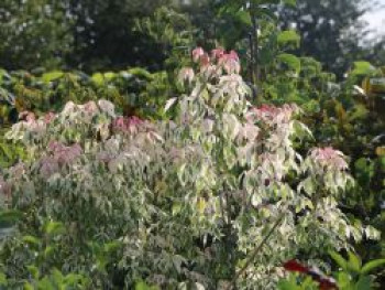 Eschen-Ahorn 'Flamingo', 80-100 cm, Acer negundo 'Flamingo', Containerware von Acer negundo 'Flamingo'