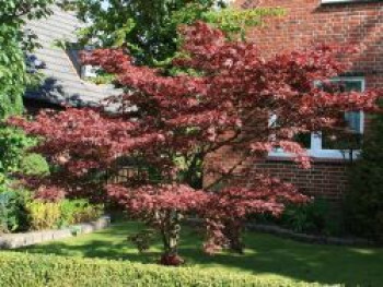 Roter Fächerahorn 'Atropurpureum', 100-125 cm, Acer palmatum 'Atropurpureum', Containerware XXL Roter Fächerahorn 'Atropurpureum', 100-125 cm, Acer palmatum 'Atropurpureum', Containerware XXL von Acer palmatum 'Atropurpureum'