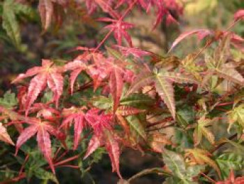Fächer-Ahorn 'Beni komachi', 40-60 cm, Acer palmatum 'Beni komachi', Containerware von Acer palmatum 'Beni komachi'