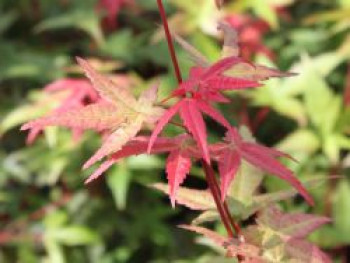 Fächerahorn 'Beni-maiko', 40-60 cm, Acer palmatum 'Beni-maiko', Containerware von Acer palmatum 'Beni-maiko'