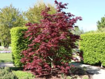 Roter Fächer-Ahorn 'Bloodgood', 80-100 cm, Acer palmatum 'Bloodgood', Containerware von Acer palmatum 'Bloodgood'
