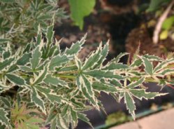Fächer-Ahorn 'Butterfly', 60-80 cm, Acer palmatum 'Butterfly', Containerware von Acer palmatum 'Butterfly'