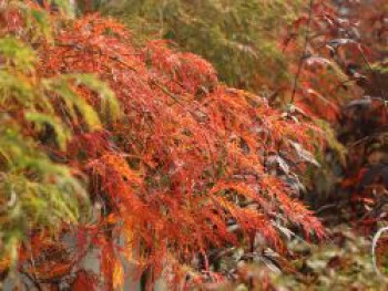 Schlitzahorn 'Dissectum Viridis', 80-100 cm, Acer palmatum 'Dissectum Viridis', Containerware Schlitzahorn 'Dissectum Viridis', 80-100 cm, Acer palmatum 'Dissectum Viridis', Containerware von Acer palmatum 'Dissectum Viridis'