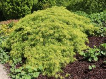 Grüner Schlitzahorn 'Dissectum', Stamm 80 cm, 100-125 cm, Acer palmatum 'Dissectum', Stämmchen von Acer palmatum 'Dissectum'