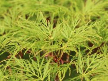 Fächerahorn 'Emerald Lace', 40-60 cm, Acer palmatum 'Emerald Lace', Containerware von Acer palmatum 'Emerald Lace'