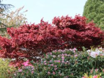 Japanischer Fächerahorn 'Fireglow', 80-100 cm, Acer palmatum 'Fireglow', Containerware von Acer palmatum 'Fireglow'