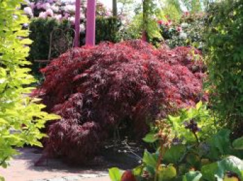 Dunkelroter Schlitzahorn 'Garnet', 30-40 cm, Acer palmatum 'Garnet', Containerware von Acer palmatum 'Garnet'