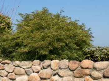 Fächer-Ahorn 'Green Globe', 40-60 cm, Acer palmatum 'Green Globe', Containerware von Acer palmatum 'Green Globe'