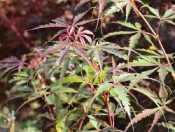 Fächerahorn 'Jerre Schwartz', 100-125 cm, Acer palmatum 'Jerre Schwartz', Containerware Fächerahorn 'Jerre Schwartz', 100-125 cm, Acer palmatum 'Jerre Schwartz', Containerware von Acer palmatum 'Jerre Schwartz'