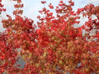 Fächer-Ahorn 'Katsura', 40-60 cm, Acer palmatum 'Katsura', Containerware von Acer palmatum 'Katsura'