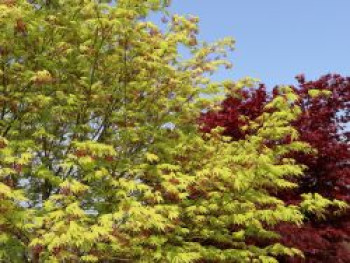 Fächer-Ahorn 'Ki hachijo', 40-60 cm, Acer palmatum 'Ki hachijo', Containerware von Acer palmatum 'Ki hachijo'