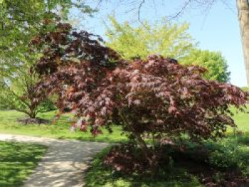 Fächer-Ahorn 'Koriba', 60-80 cm, Acer palmatum 'Koriba', Containerware von Acer palmatum 'Koriba'
