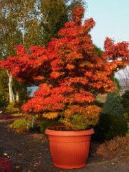 Fächer-Ahorn 'Mikawa yatsubusa', 40-60 cm, Acer palmatum 'Mikawa yatsubusa', Containerware von Acer palmatum 'Mikawa yatsubusa'