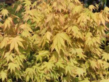 Fächer-Ahorn 'Orange Dream', 80-100 cm, Acer palmatum 'Orange Dream', Containerware von Acer palmatum 'Orange Dream'