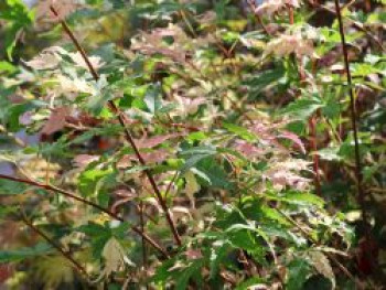 Buntblättriger Fächer-Ahorn 'Oridono nishiki', 60-80 cm, Acer palmatum 'Oridono nishiki', Containerware Buntblättriger Fächer-Ahorn 'Oridono nishiki', 60-80 cm, Acer palmatum 'Oridono nishiki', Containerware von Acer palmatum 'Oridono nishiki'