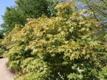 Japanischer Fächerahorn 'Osakazuki', 80-100 cm, Acer palmatum 'Osakazuki', Containerware von Acer palmatum 'Osakazuki'