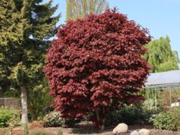 Fächerahorn 'Pixie', 80-100 cm, Acer palmatum 'Pixie', Containerware von Acer palmatum 'Pixie'