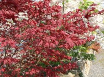 Fächerahorn 'Purple Ghost', 40-60 cm, Acer palmatum 'Purple Ghost', Containerware Fächerahorn 'Purple Ghost', 40-60 cm, Acer palmatum 'Purple Ghost', Containerware von Acer palmatum 'Purple Ghost'