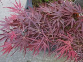 Fächer-Ahorn 'Red Pygmy', 30-40 cm, Acer palmatum 'Red Pygmy', Containerware von Acer palmatum 'Red Pygmy'