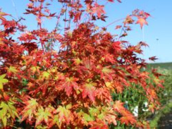Fächerahorn 'Sangokaku', 100-125 cm, Acer palmatum 'Sangokaku', Containerware XXL von Acer palmatum 'Sangokaku'