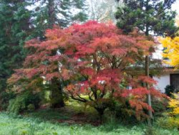 Fächer-Ahorn 'Seiryu', 100-125 cm, Acer palmatum 'Seiryu', Containerware Fächer-Ahorn 'Seiryu', 100-125 cm, Acer palmatum 'Seiryu', Containerware von Acer palmatum 'Seiryu'