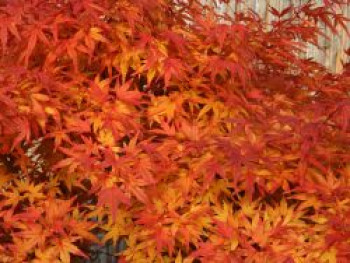 Fächer-Ahorn 'Seiun kaku', 30-40 cm, Acer palmatum 'Seiun kaku', Containerware von Acer palmatum 'Seiun kaku'