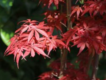 Fächer-Ahorn 'Shaina', 60-80 cm, Acer palmatum 'Shaina', Containerware Fächer-Ahorn 'Shaina', 60-80 cm, Acer palmatum 'Shaina', Containerware von Acer palmatum 'Shaina'
