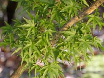 Fächer-Ahorn 'Sharp's Pygmy', 40-60 cm, Acer palmatum 'Sharp's Pygmy', Containerware von Acer palmatum 'Sharp's Pygmy'