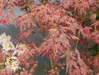 Fächerahorn 'Shirazz', 60-80 cm, Acer palmatum 'Shirazz', Containerware von Acer palmatum 'Shirazz'