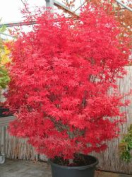 Fächerahorn 'Skeeter's Broom', 100-125 cm, Acer palmatum 'Skeeter's Broom', Containerware XXL von Acer palmatum 'Skeeter's Broom'