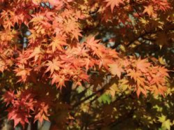 Fächerahorn 'Summer Gold', 100-125 cm, Acer palmatum 'Summer Gold', Containerware XXL von Acer palmatum 'Summer Gold'
